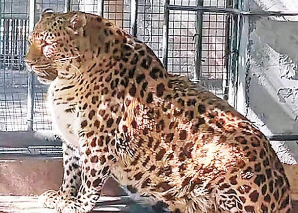 樂園多類動物偏肥  被嘲養豬基地