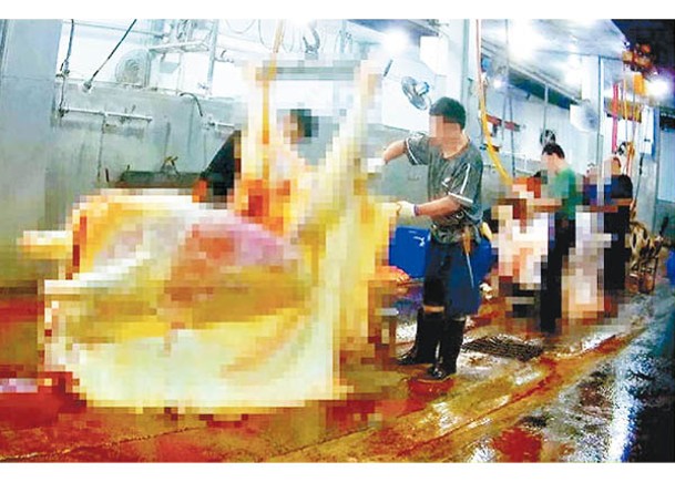 「中信牛肉店」爆出員工將水灌入活牛體內。（中時電子報圖片）