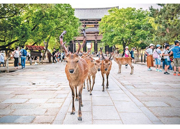 奈良鹿頻襲旅客  團體將設警示