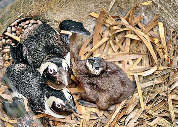 英動物園誕兩瀕危非洲企鵝