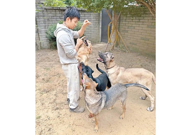 葉姓負責人養有多隻大型犬。