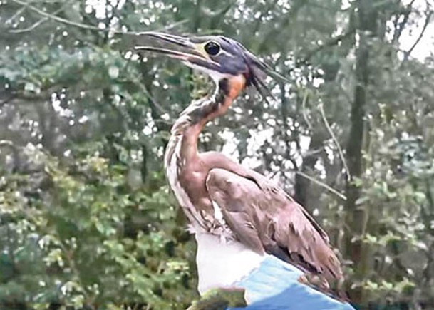 海南鳽是中國國家一級保護動物。