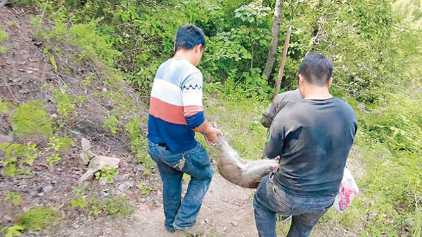 西峽縣狩獵隊現可合法捕殺野豬。