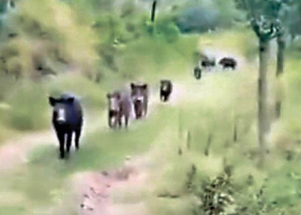 野豬成群結隊下山覓食。