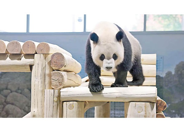 兩大熊貓抵華盛頓  動物園休業迎接