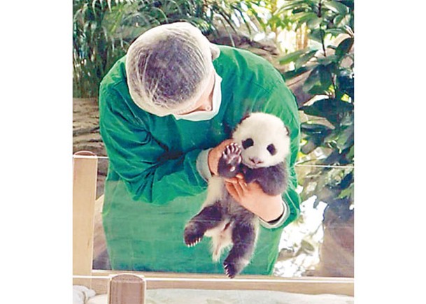 德動物園誕大熊貓雙胞胎