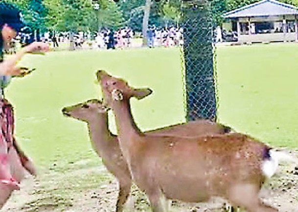 中國女遊客在日本奈良公園給小鹿拍照時遭撞傷。