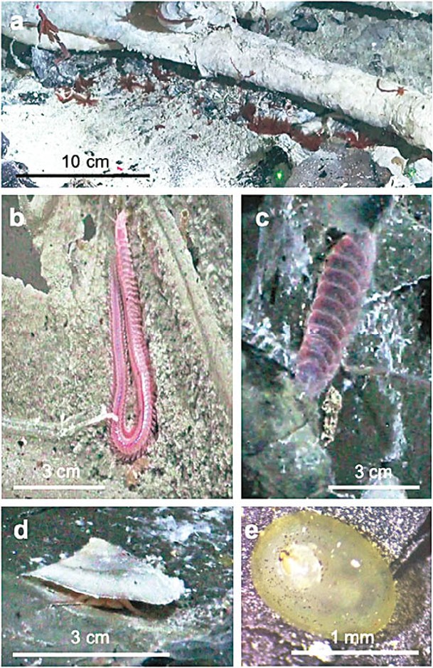 深海熱泉下方發現巨型管蟲等海洋生物。