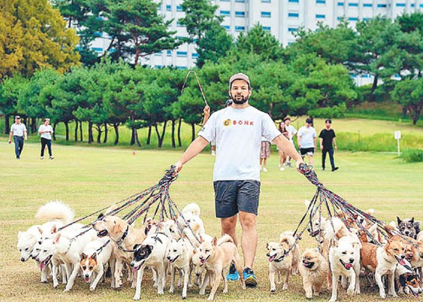 加國男同時遛38隻狗破世績