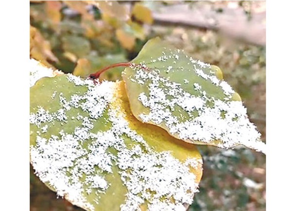 京山區飄雪花  未達初雪標準