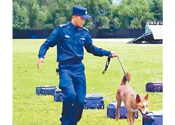 京辦警犬技術賽  219隻同場較量