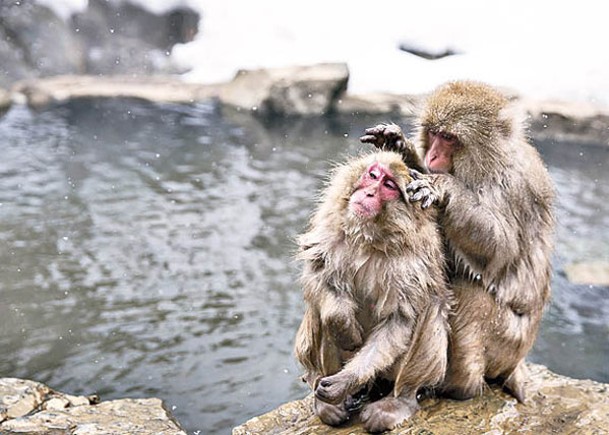 靈長類動物會為同伴的毛髮除蝨。（Getty Images圖片）