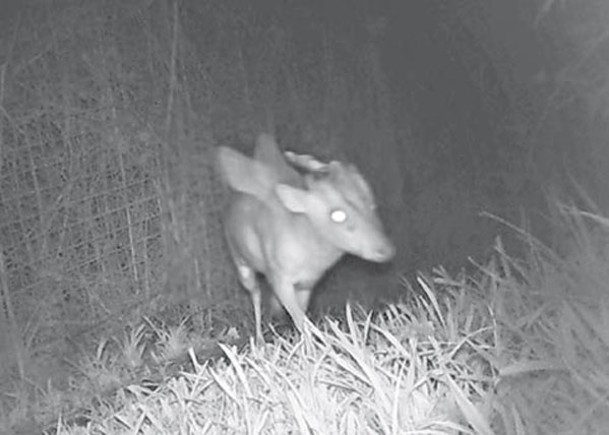 動物園現神秘生物  網民競猜