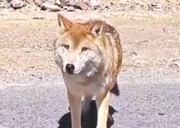 可可西里餵野狼  熱心遊客幫倒忙