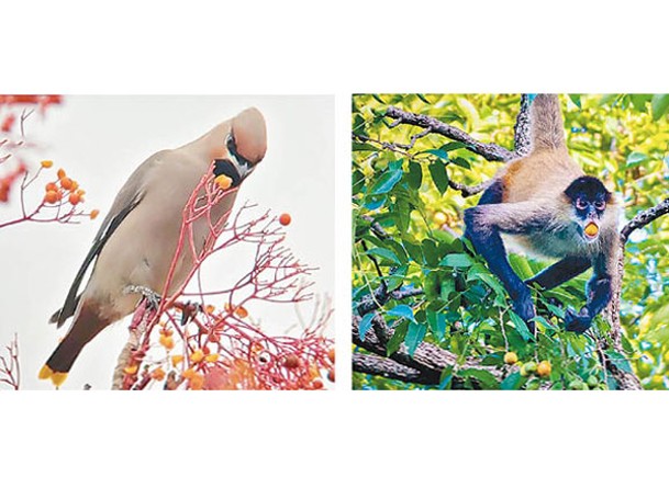 研究指動物也貪杯  愛嘗含乙醇水果