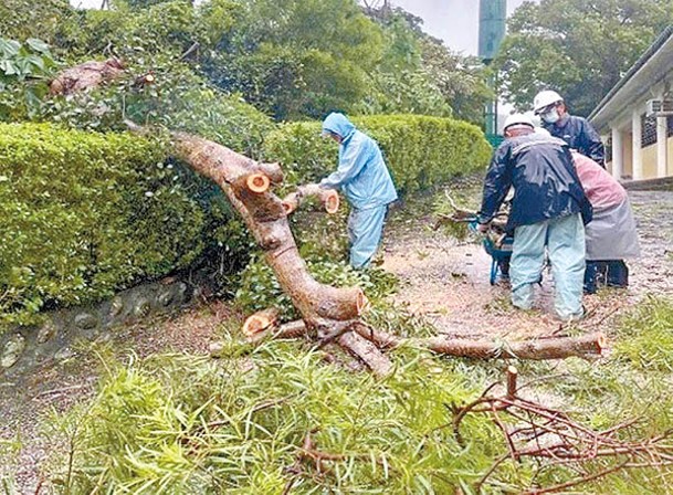 台灣故宮北部院區受康妮影響，樹倒約50株。