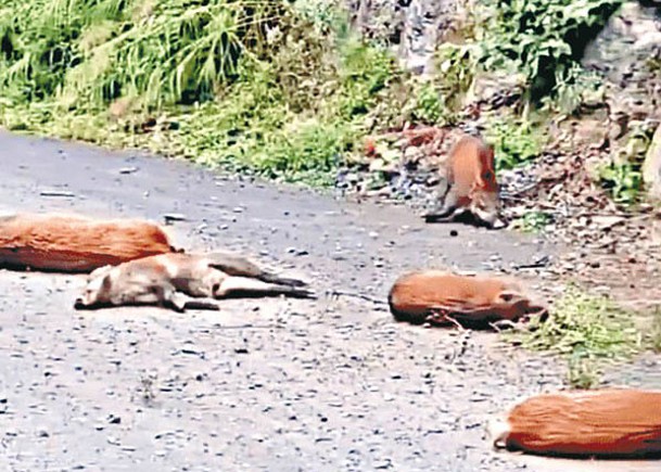 逃避獵捕隊野豬墮崖  險釀車禍