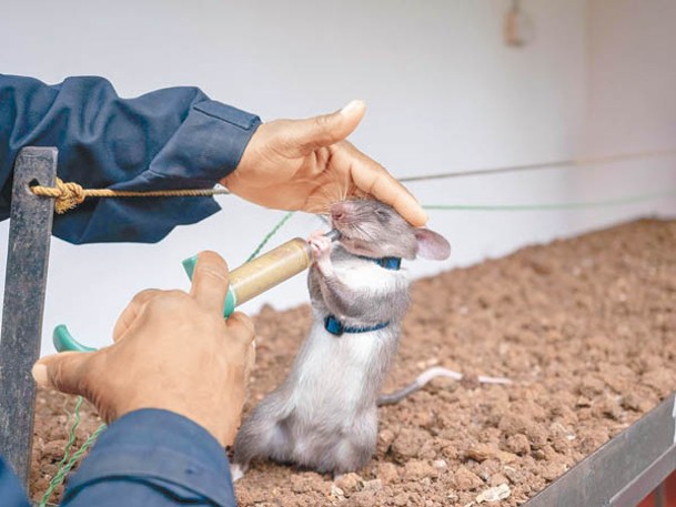 非洲巨鼠完成任務獲獎勵。