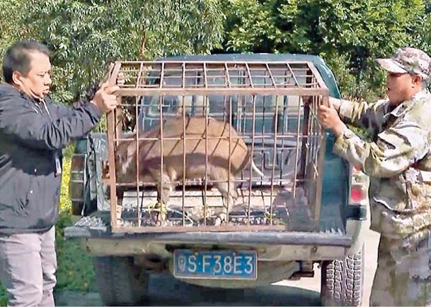 林業和草原局已將野豬等野生動物危害防控納入林長制考核範圍。