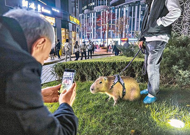 不少年輕人喜歡飼養冷門動物。（Getty Images圖片）