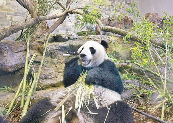 兩旅澳大熊貓返華  動物園歡送