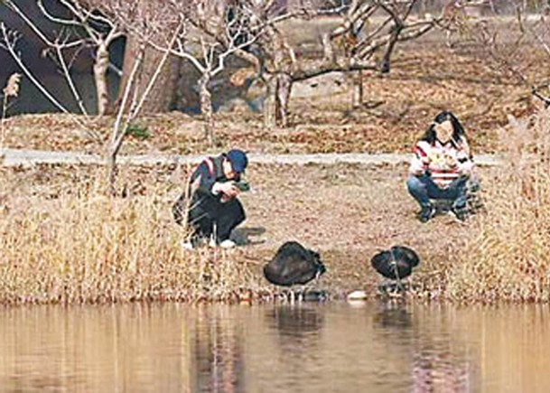 圓明園4黑天鵝  遭動物咬死