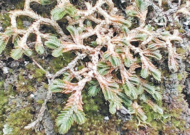 福建保護區  首現新蕨類植物