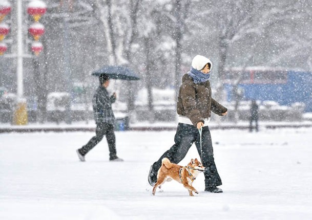 大雪紛飛，市民在雪天外出遛狗。