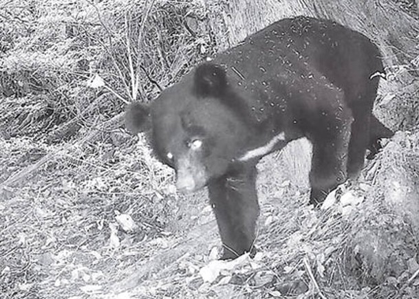 野生公園動物寫真  記錄保育物種蹤迹