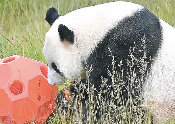 大熊貓「華豹」