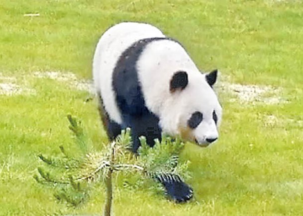 兩旅芬大熊貓平安返華