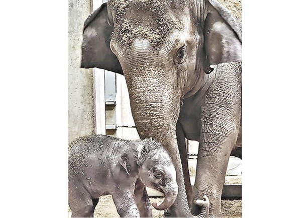 美動物園人工授精誕亞洲象