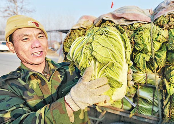 大白菜登上最健康蔬菜排行榜。（Getty Images圖片）