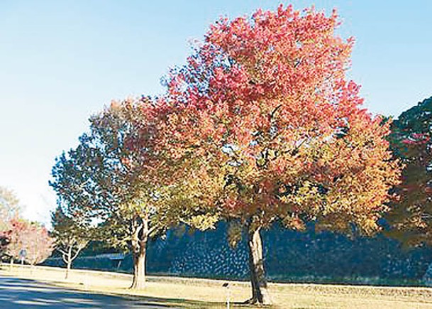 賞紅葉季  日皇宮乾通對外開放