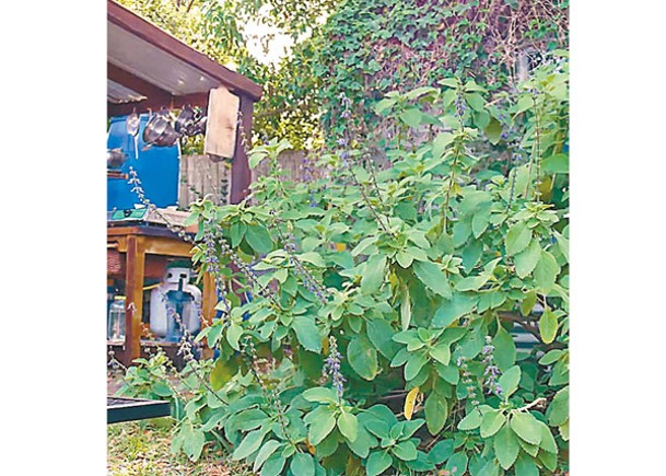 肯尼亞自種植物取葉子  推動環保作廁紙