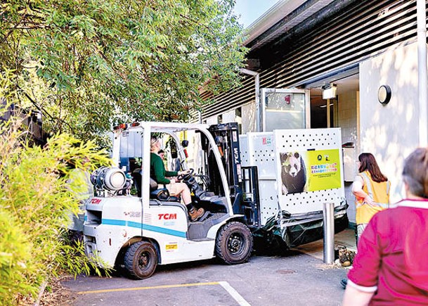 兩大熊貓抵澳洲動物園