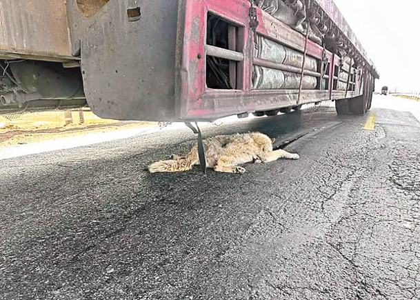 網紅狼疑公路討食  遭貨車壓死