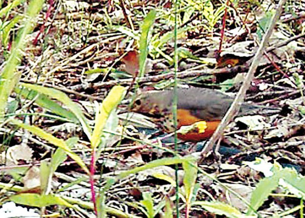 雄安新區再發現5野生鳥類