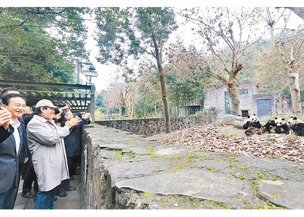 馬英九（前左二）參訪四川大熊貓保護研究中心都江堰基地。