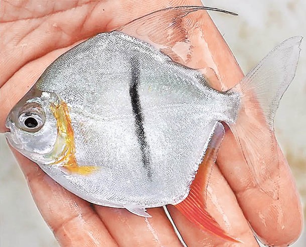 新發現的素食食人魚，特徵是身上有一條垂直條紋。