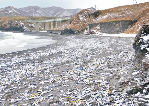 上月尾北海道魚群擱淺  恐將地震