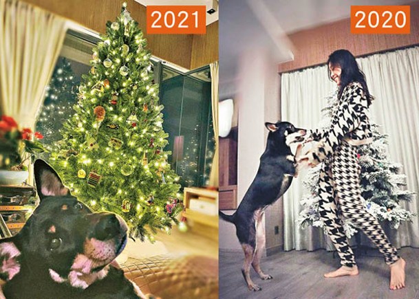 黃心穎終於Update社交網，聖誕樹與靚屋都跟往年一樣。