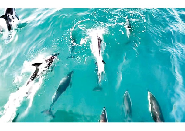 500隻海豚同時現身，實在壯觀。