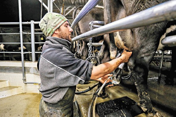 養牛成本增加，抑制奶農利潤。