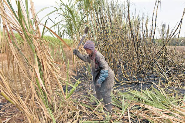 巴西受氣候影響，用於生產糖的甘蔗壓榨量料將降低。