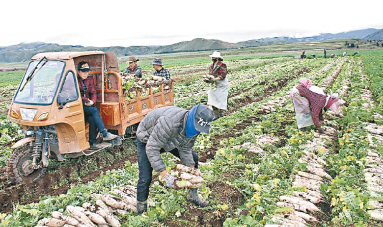 政府逐步推進農村土地制度改革。