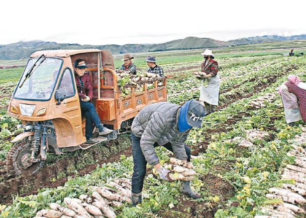 政府逐步推進農村土地制度改革。