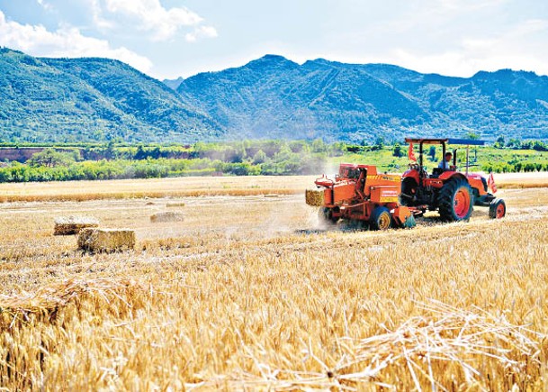 據報有糧食商預計，明年的小麥收成將會下滑。