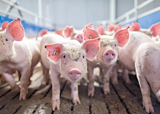 內地的豬肉消費量佔全球一半。
