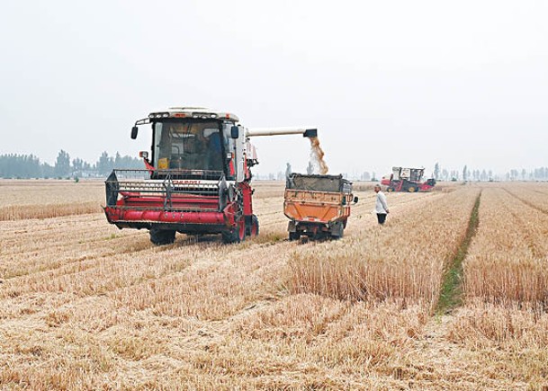 烏克蘭農作物出口停滯，致小麥價格暴漲。